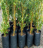 Рукав для розсади 100х500 метрів 40 мкм чорний, поліетиленовий рукав для саджанців і розсади, плівка 40 мкм, фото 6