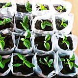 Рукав для розсади 100х500 метрів 40 мкм чорний, поліетиленовий рукав для саджанців і розсади, плівка 40 мкм, фото 7