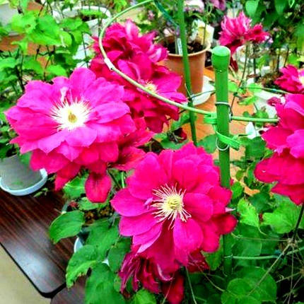 Клематис Акафуджі / C2 / 3 роки / h 60-90 / Clematis Akafuji, фото 3
