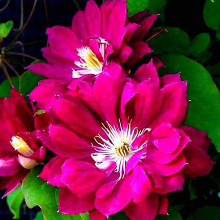 Клематис Акафуджі / C2 / 3 роки / h 60-90 / Clematis Akafuji, фото 2