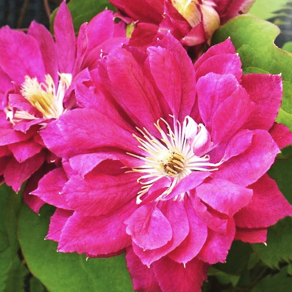 Клематис Акафуджі / C2 / 3 роки / h 60-90 / Clematis Akafuji