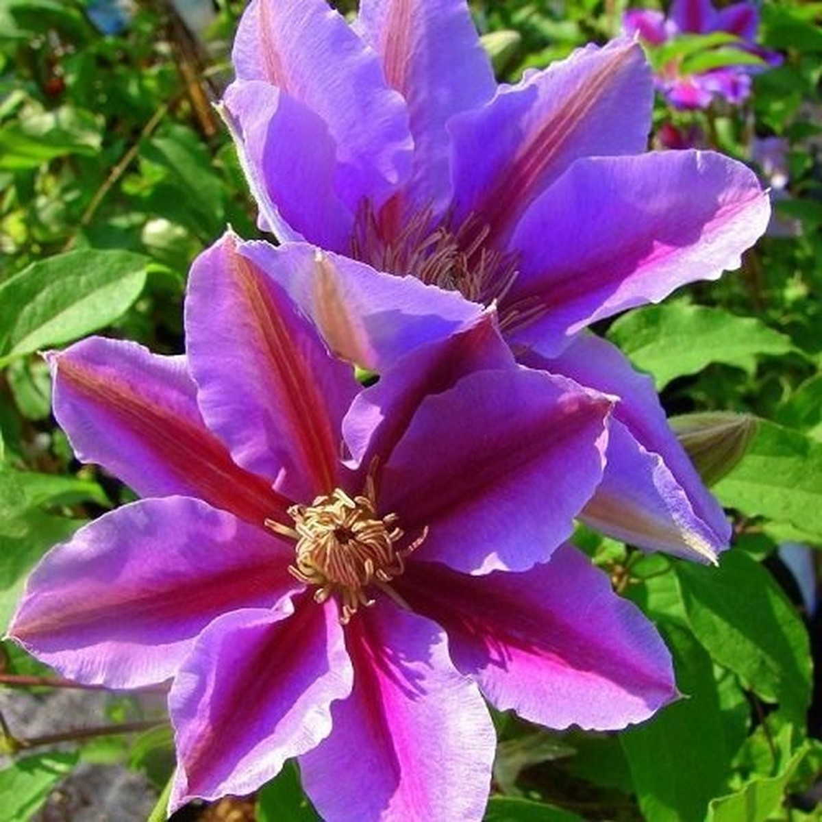Клематис Акаіші / C2 / 3 роки / h 60-90 / Clematis Akaishi