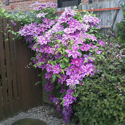 Клематис Акаіші / C2 / 3 роки / h 60-90 / Clematis Akaishi, фото 3