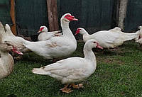 Інкубаційне яйце білої мускусної качки німецької лінії