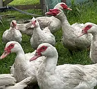 Яйце білої мускусної качки німецької лінії