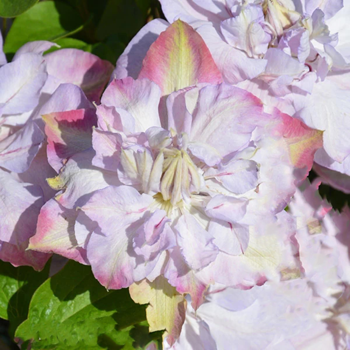 Клематис Аннас Чойс / C2 / 3 роки / Clematis Anna's Choice