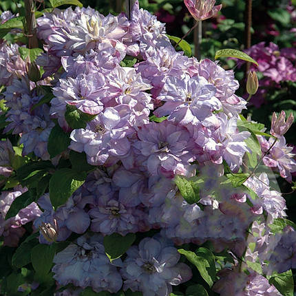 Клематис Аннас Чойс / C2 / 3 роки / Clematis Anna's Choice, фото 2