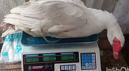 Яйце інкубаційні білої мускусної качки німецької лінії