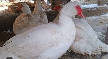 Інкїубаційні яйця білої мускусної качки німецької лінії