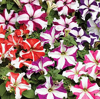 Петунія Трітунія F1 Стар Мікс | Tritunia F1 Star Mix Syngenta 1000 насінин