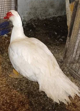 Біла мускусна качка німецької лінії яйця інкубаційні