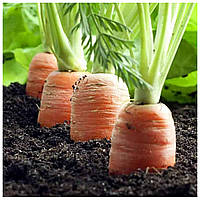 Особливості вирощування моркви