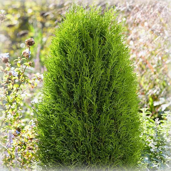 Туя західна Тотем Смарагд (Totem Smaragd), фото 1