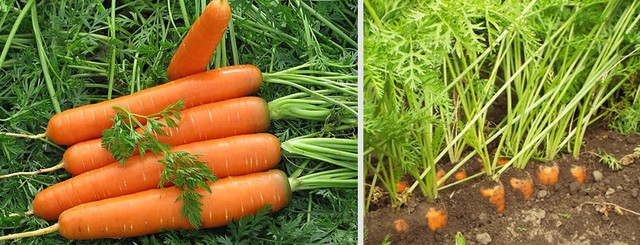 https://agroretail.com.ua/ua/a507861-osobennosti-vyraschivaniya-morkovi.html