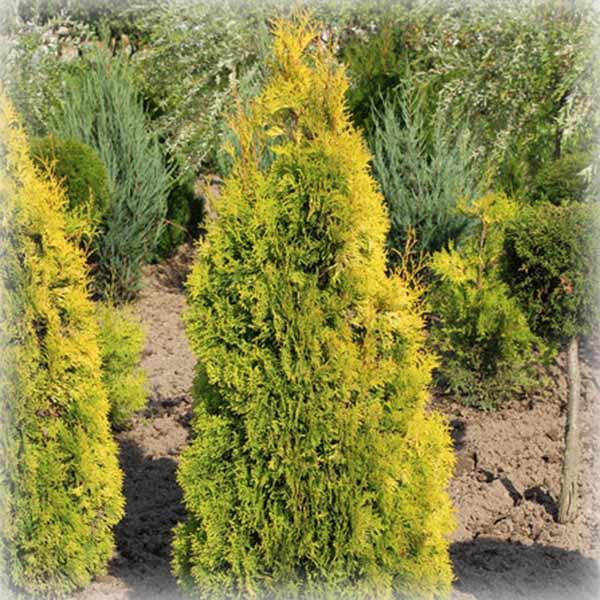 Туя західна Янтар (Jantar), фото 1