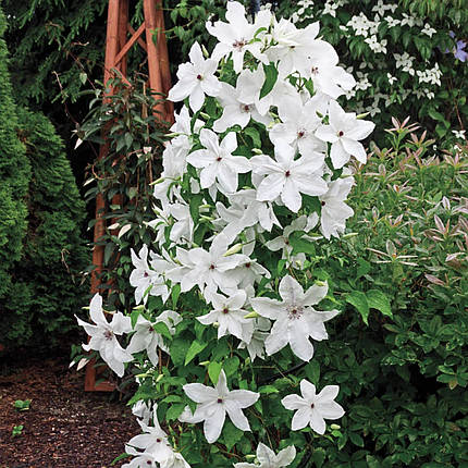 Клематис Бьютіфул Брайд / C2 / 3 роки / Clematis Beautiful Bride, фото 2