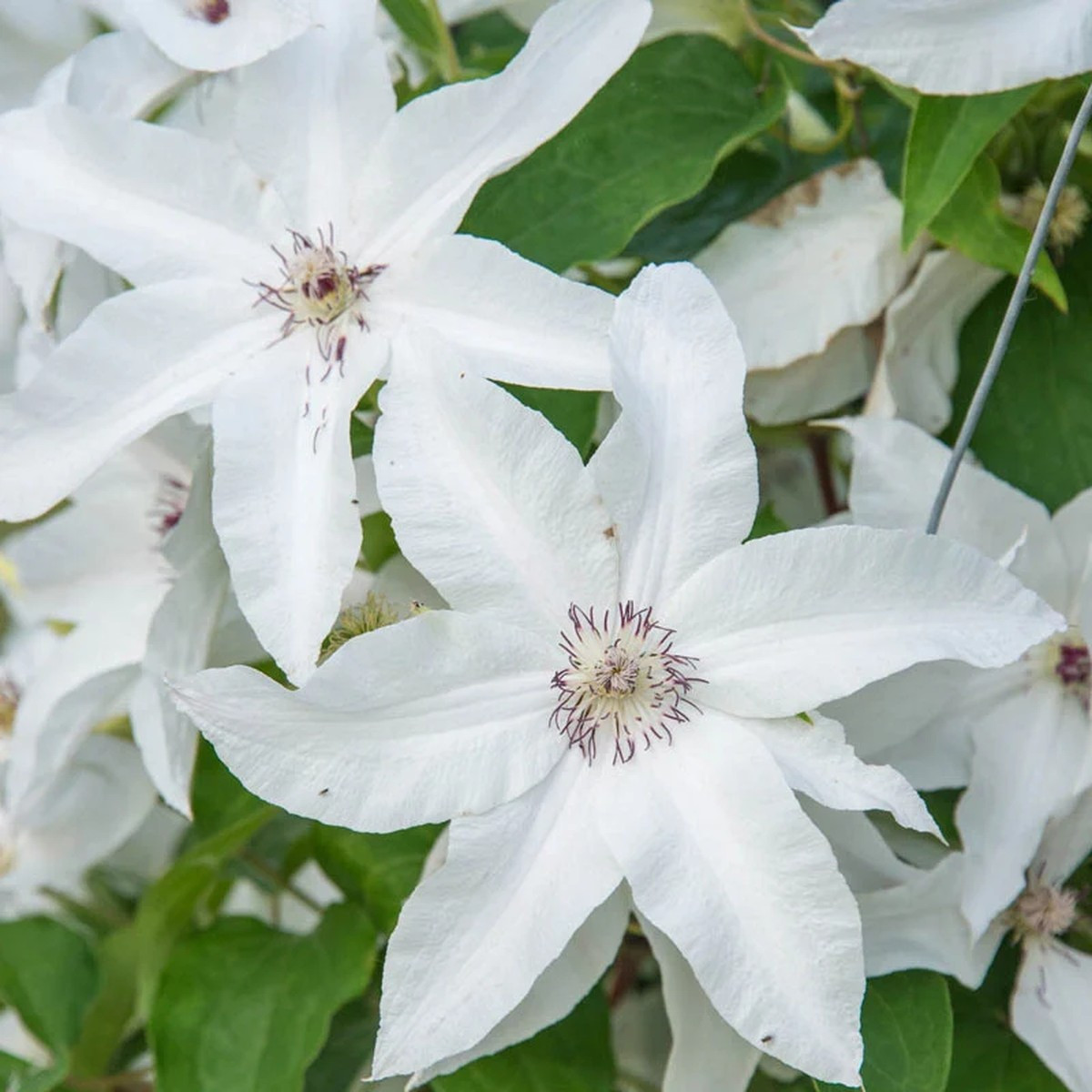 Клематис Бьютіфул Брайд / C2 / 3 роки / Clematis Beautiful Bride