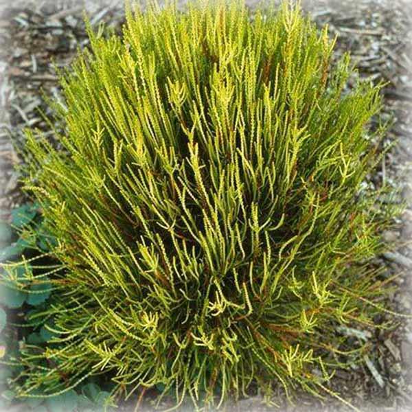 Туя східна Френкі Бой (Franky Boy), фото 1