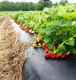 Плівка чорна для мульчування 30 мкм 0.8 м*500м — поліетиленова плівка для полуниці, малини та помідор, фото 5