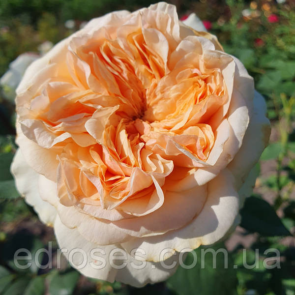 Cielo de Albaricoque: venta .. Cielo de Albaricoque: venta ..