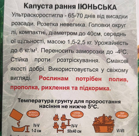 Капуста ІЮНСЬКА 1г., фото 3