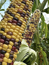 Насіння суперсолодкої кукурудзи Вишиванка F1 50 шт, Мнагор