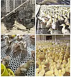 Підлогова сітка для курчат, фото 6