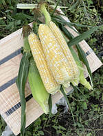 Кукурудза Ескорт F1 біколор 2500 шт Spark Seeds