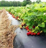 Плівка чорна 30 мкм 0.7 м*1000м для мульчування полуниці, малини, помідор і дерев, поліетиленова мульчир, фото 5