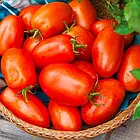 Томат Кобзар Тарасенко (50-70см) 0,1 г, фото 2