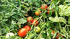 Томат Кобзар Тарасенко (50-70см) 0,1 г, фото 3
