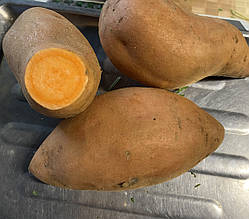 Батат картопля солодка помаранчева