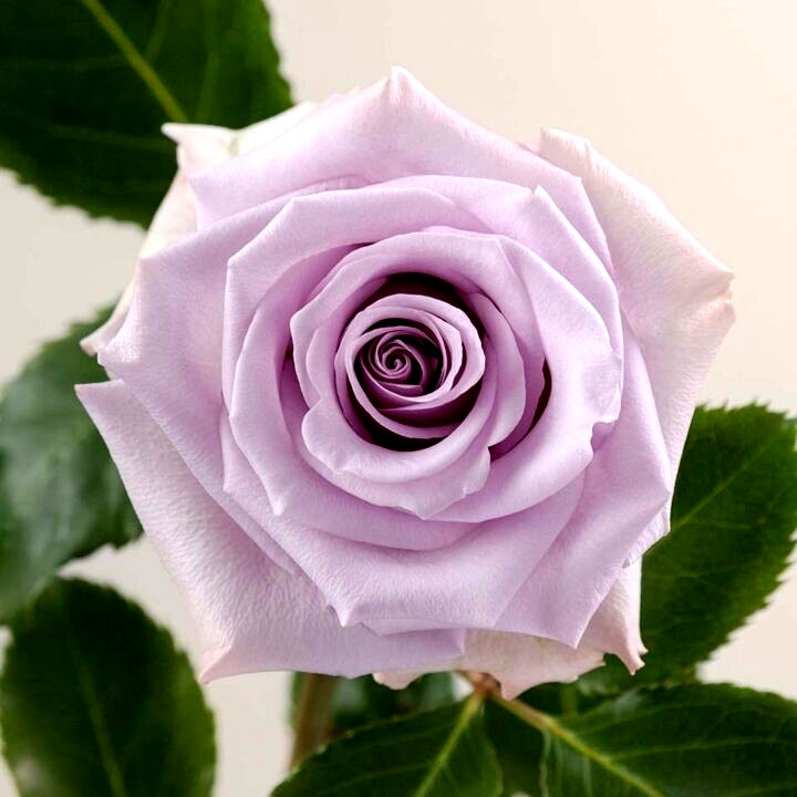 Саджанці чайно-гібридної троянди Оушен Сонг (Rose Ocean Song), фото 1