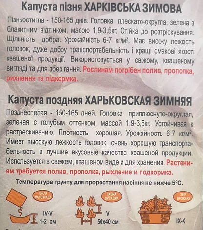 Капуста ХАРКІВ'ЯКА ЗИМОВА 1 г., фото 3