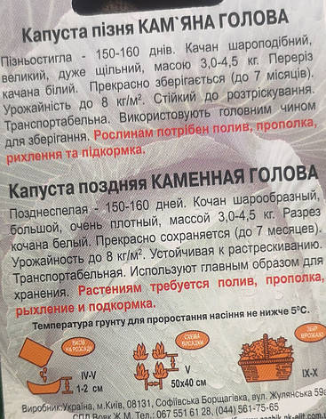 Капуста КАМ'ЯНА ГОЛОВА 1 г., фото 3
