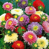 Айстра Принцеса суміш насіння Hem Zaden 0,2 г