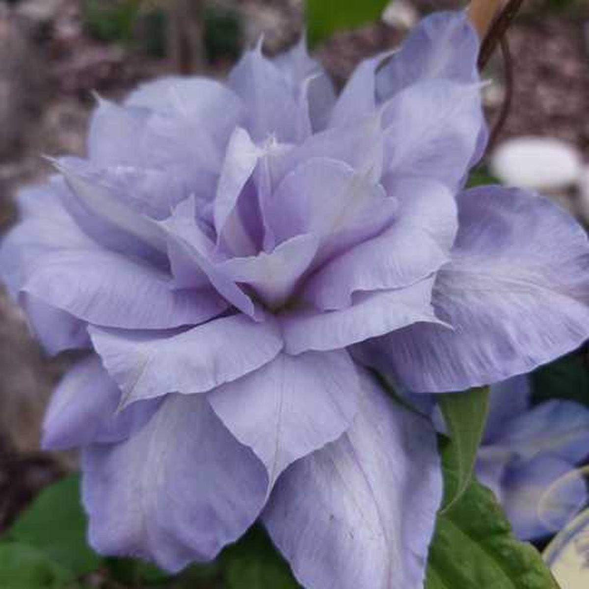 Клематис Блю Котіліон / C2 / 3 роки / Clematis Blue Cotillion