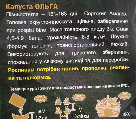 Капуста пізня Ольга 5г, фото 3