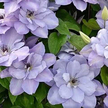 Клематис Блю Котіліон / C2 / 3 роки / Clematis Blue Cotillion, фото 3