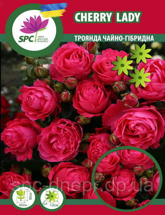 Троянда чайно-гібридна Cherry Lady, фото 1