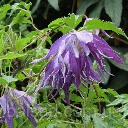 Клематис Блю Сюрпрайз / C2 / 3 роки / Clematis Blue Surprise, фото 3