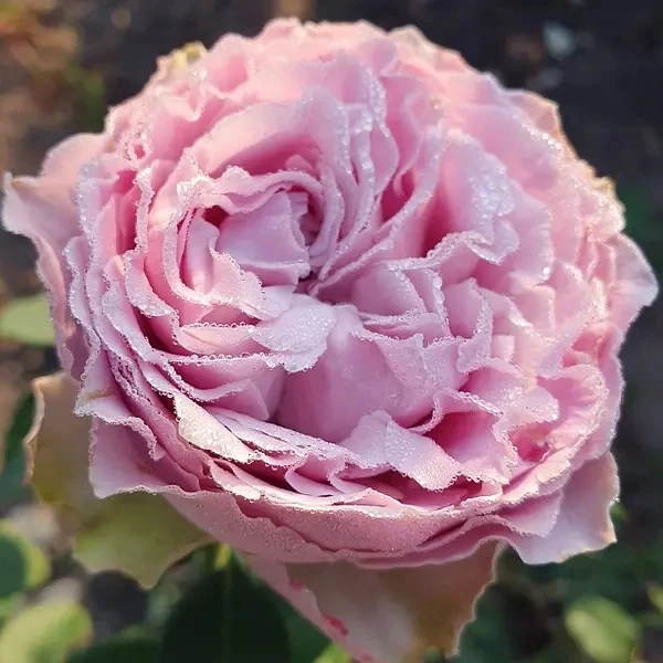 Саджанці чайно-гібридної троянди Принцеса Каорі (Rose Princess Kaori)