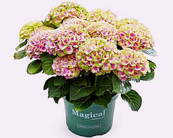 Гортензія крупнолистова Magical Jewel Pink (Чарівна коштовність рожева) c3