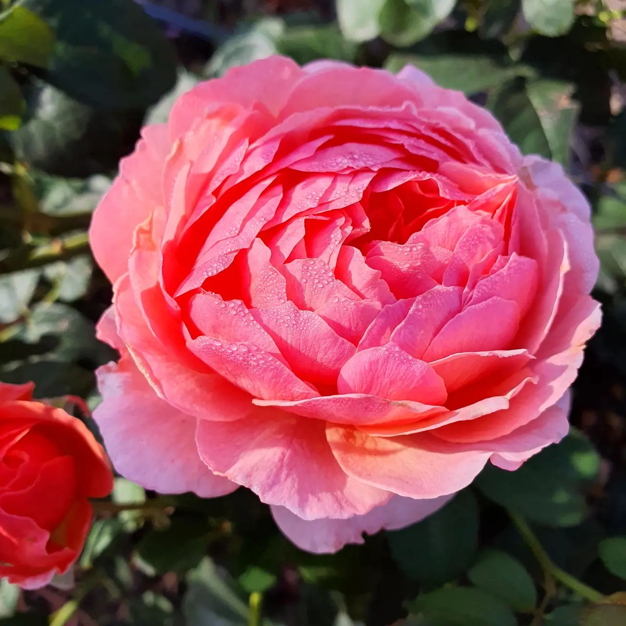 Саджанці кущової троянди Каоліказалі (Rose Kaolikazali), фото 1