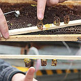 Інструмент для виготовлення штучних бджолиних маточників, фото 6