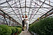 Готовые теплицы: оптимальное решение для вашего урожая