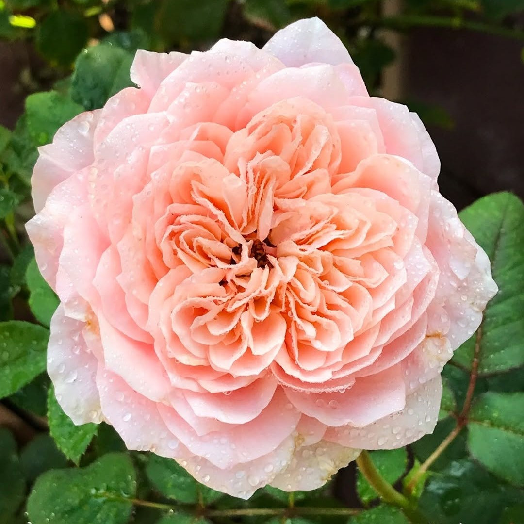 Саджанці чайно-гібридної троянди Мікото (Rose Mikoto), фото 1