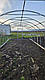 Теплиця 3х8х2,1 м садова парник для дому "Скарбничка" з тепличною плівкою, фото 10