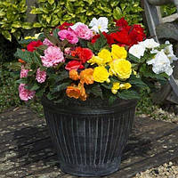 Бегонія Нон Стоп F1 бульбова суміш насіння Benary 10 драже