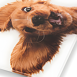 Ваги підлогові Zelmer ZBS1010, фото 5